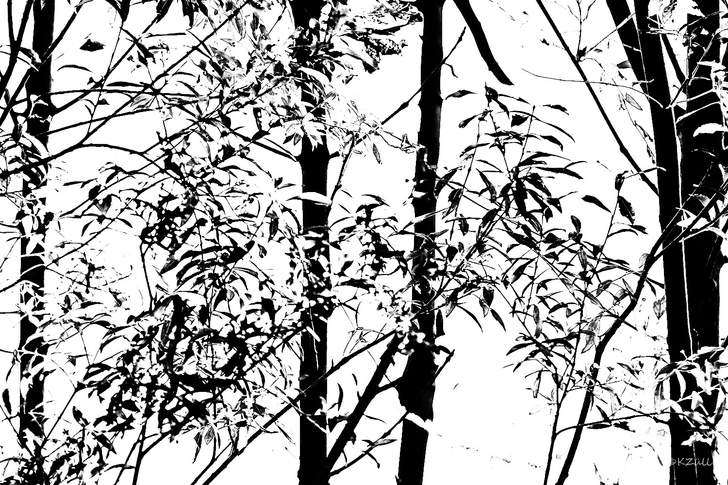 Herbstbäume in schwarz weiß