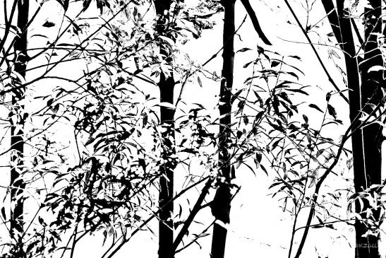 Herbstbäume in schwarz weiß