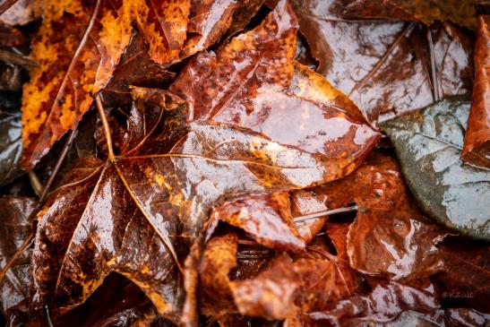 Der Herbst kommt