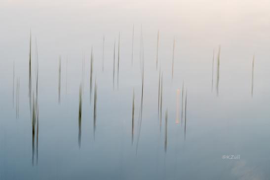 Zarte Gräser schauen aus dem Wasser