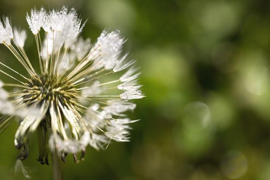 Pusteblume, nass