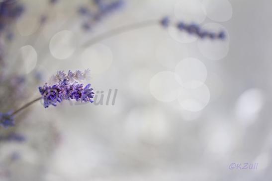 Lavendel im Glitzer