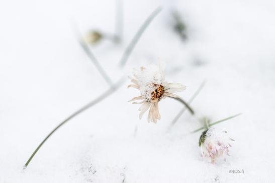 Gänseblümchen gegen Schnee