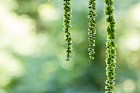 Hängende Blüten im kühlen Wald