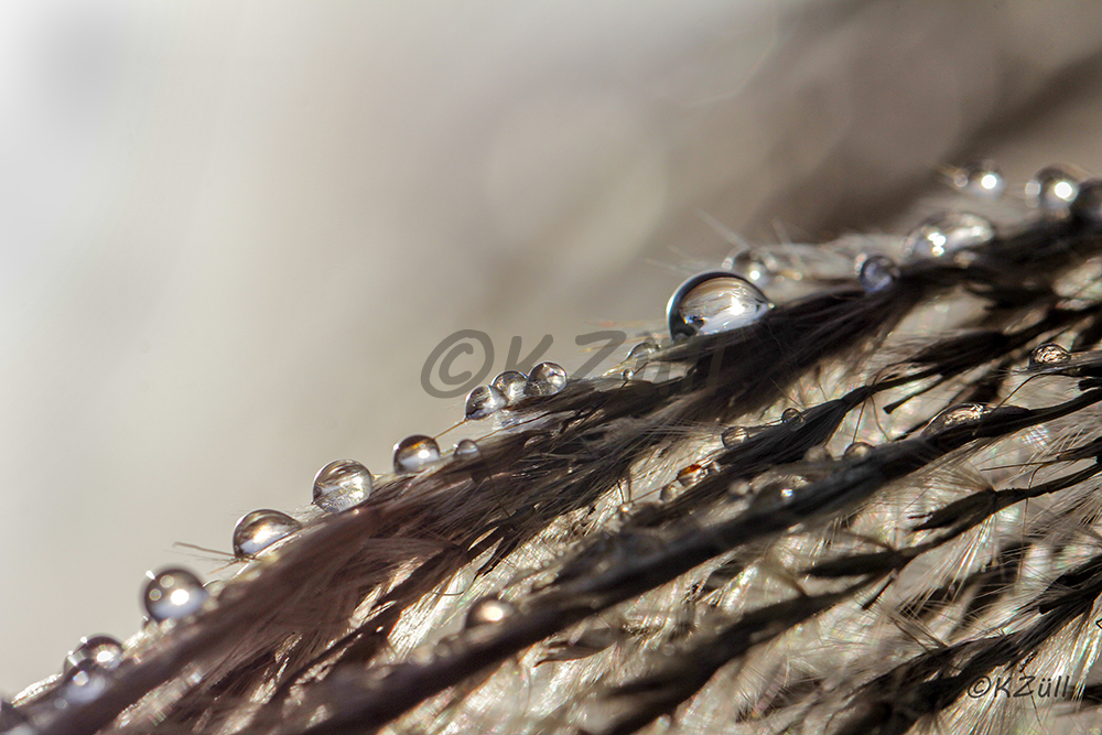 Wasser